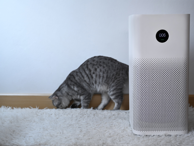 A cat near air purifier